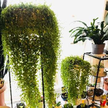 ペペロミア デピーナの投稿画像一覧 Greensnap グリーンスナップ ペペロミア デピーナの投稿画像一覧 Greensnap グリーンスナップ