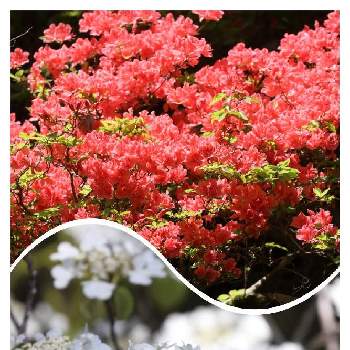 ヤマツツジ♡の画像 by カモミールさん | 林道と渓流沿いとヤマツツジ♡とお山とムシカリの花