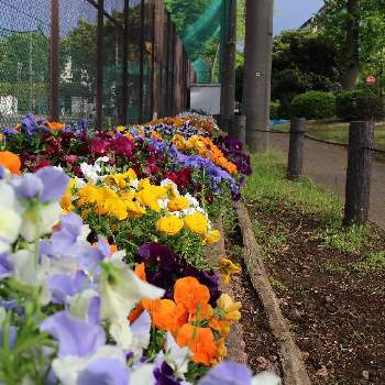 たまプラーザの投稿画像一覧 Greensnap グリーンスナップ