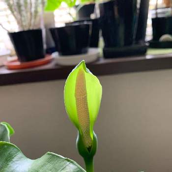 クワズイモ の花の投稿画像一覧 Greensnap グリーンスナップ