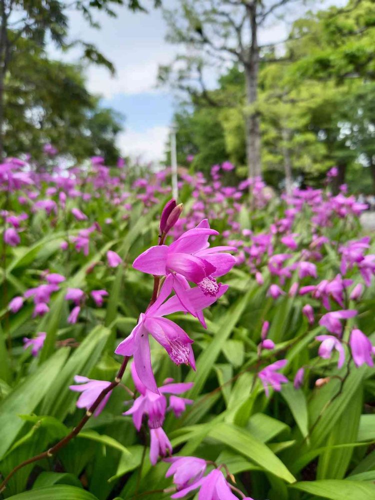 せつ工房さんの山下公園への投稿
