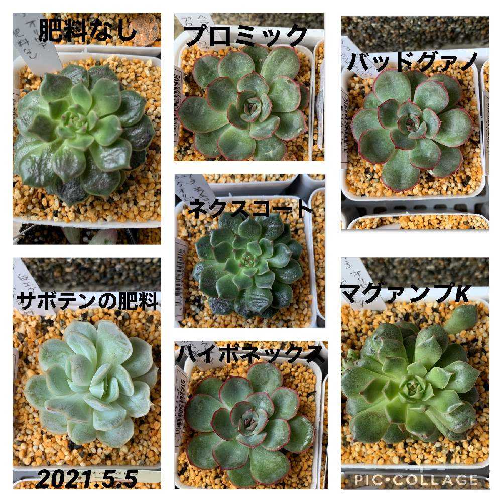 多肉植物 多種肥料比較 Greensnap グリーンスナップ
