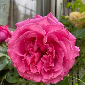 イヴ・ピアジェの画像 by こはもこさん | 小さな庭とイヴ・ピアジェとピンクの花と可憐と花のある暮らしとうっとりとオトナ色