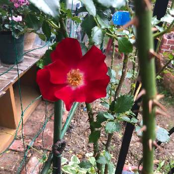 つるバラ ドルトムントの投稿画像一覧 Greensnap グリーンスナップ