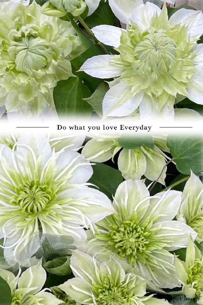 今日も笑顔で の投稿画像 By 花ママ さん 小さなしあわせ とキュンキュン乙女倶楽部と Naturalと部員ｎｏ248とバラと夢clubと花のある暮らしと白い花とクレマチス 華川とグリーンワールドとお出かけ先と クレマチスと今日も笑顔で と小さなしあわせ と