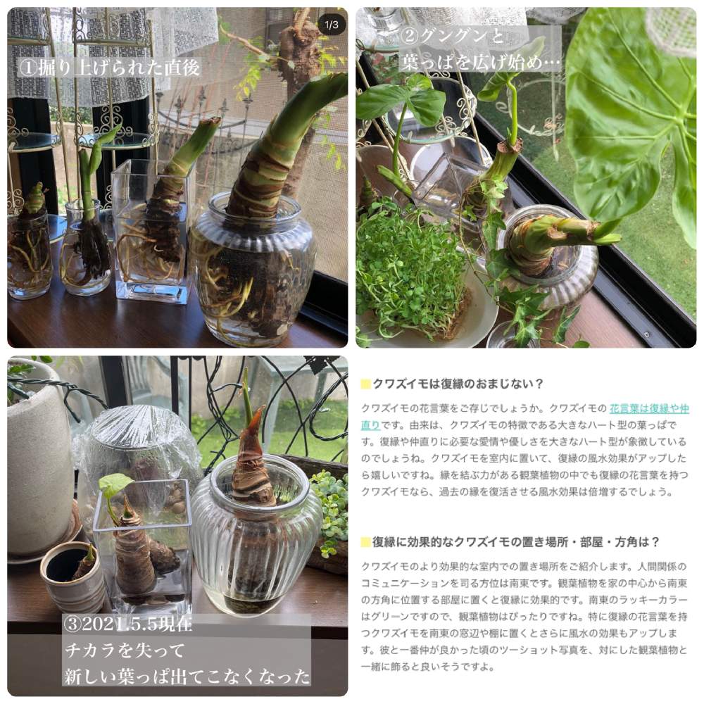 クワズイモの投稿画像 By ハナさん 風水とインテリアと植物と小さな幸せ とインテリア雑貨とインテリアグリーンと在宅ワーク 21月5月5日 Greensnap グリーンスナップ