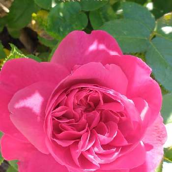 赤いばらの画像 by hiroさん | 水曜ローズショーとバラ・イングリッシュローズとピンクの花が好きと医療関係者に感謝とJuneの会と赤いばらとコロナに負けるな‼️とデビッドオースチンローズガーデンとバラの花♡