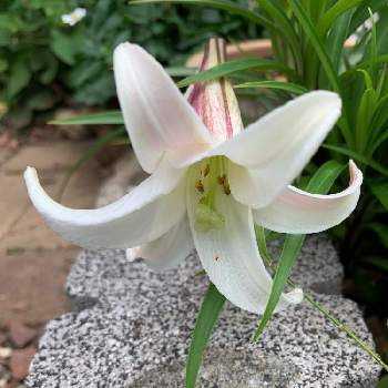 高砂百合の投稿画像一覧 Greensnap グリーンスナップ