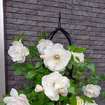 薔薇が大好きの画像 by フランさん | 玄関と薔薇が大好きとおうち園芸と白色の薔薇と可愛い薔薇とガーデニング