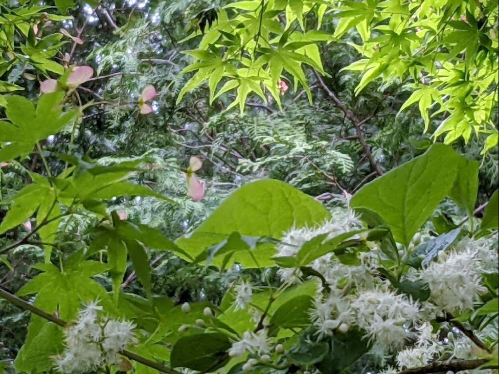 ヒノキの投稿画像 By 秋草さん サワフタギとモミジと白い花と葉を楽しむ植物と純白マニアと白 しろ ホワイトとモミジ とサワフタギ とヒノキ 21月5月5日 Greensnap グリーンスナップ