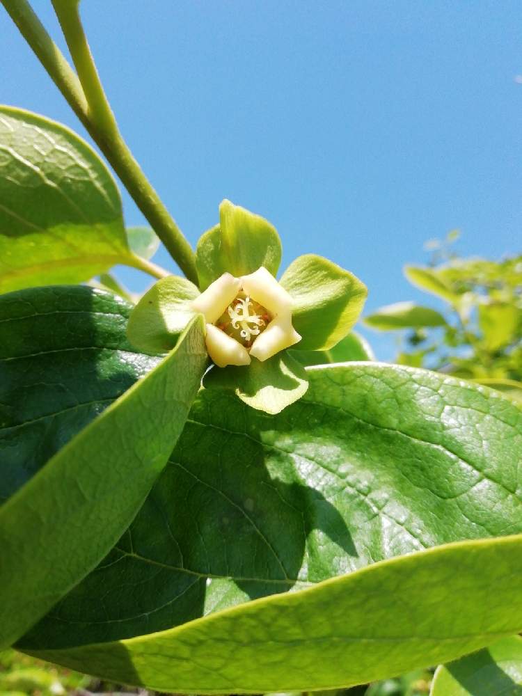 キュンキュン乙女倶楽部の投稿画像 By もんもんチャンさん 自給自足生活と家庭菜園とグリーンワールドと青空とコラボシリーズと我が家の果実と花 の16年組 とカキの花 21月5月5日 Greensnap グリーンスナップ