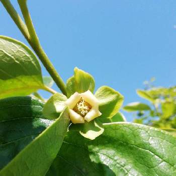 カキの花の投稿画像一覧 Greensnap グリーンスナップ