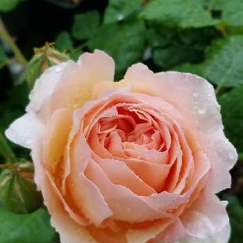 京成バラ園芸の画像 by takiさん | 小さな庭とばら バラ 薔薇とお花が好きと京成バラ園芸とおうち園芸とお花に癒されてと植中毒とバラ好きと花のある暮らしと良い香りとばらに魅せられて