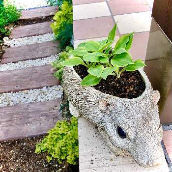 お庭を素敵にしたいの画像 by hinamama ♡さん | 小さな庭と植木鉢とホスタ　ギボウシとハリネズミの鉢とお庭を素敵にしたい