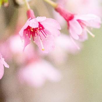 コヒガンザクラの画像 by もと(^^;さん | お出かけ先とコヒガンザクラと神奈川県相模原市とかながわの花の名所100選とピンクの花と相模原と『2021桜』フォトコンテスト