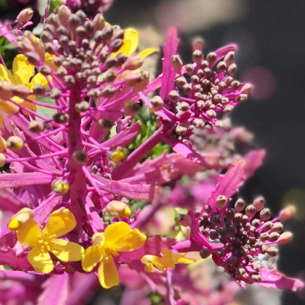 5月5日の せいくらべ 葉牡丹は伸びて咲くんだよね Greensnap グリーンスナップ