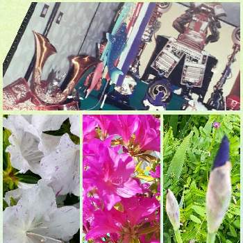 ツツジ♪の画像 by ミチコさん | 小さな庭とツツジ♪とおうち園芸と子どもの日♪