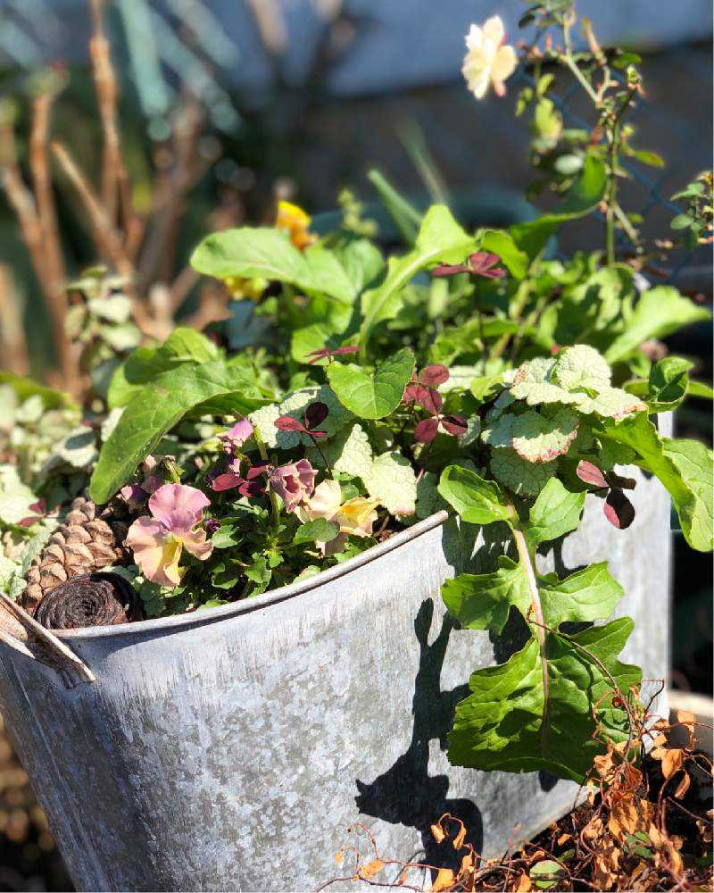 5月5日の せいくらべ 葉牡丹は伸びて咲くんだよね Greensnap グリーンスナップ