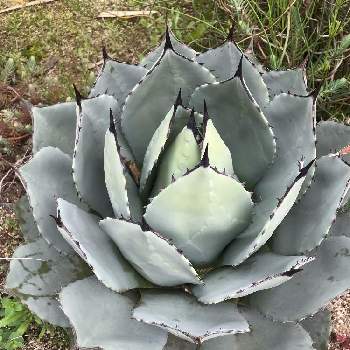 何でも揃う アガベ パリー 吉祥天 - 植物/観葉植物 - revista 