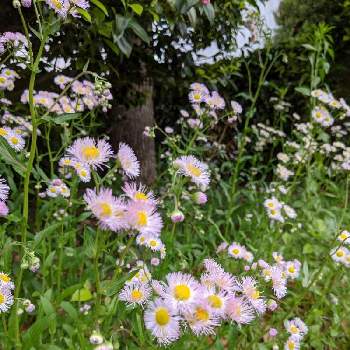 野草の花の画像 by ヒロシさん | お出かけ先とハルジオンと散歩とピンクと野草の花と白い花とハルジオンの花