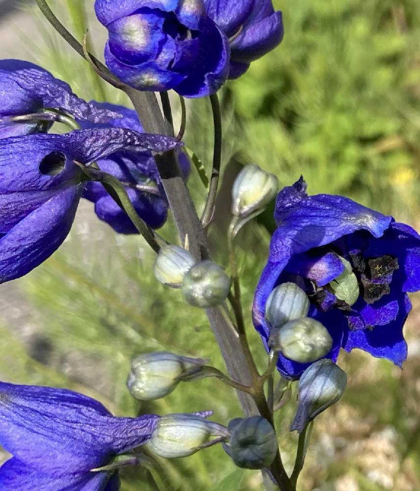 デルフィニウム パシフィックジャイアントの投稿画像 By かぶとさん 地植えと青い花と完全雨晒しと金曜日の蕾たちとツボミとイモムシとつぼみと青虫と苗から 21月5月5日 Greensnap グリーンスナップ