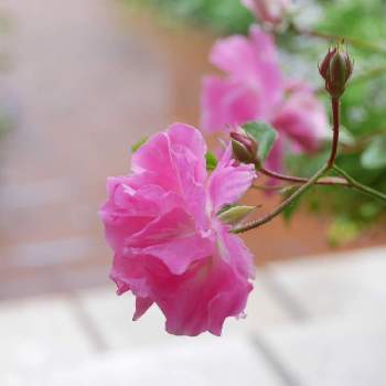 つる薔薇 春霞の投稿画像一覧 Greensnap グリーンスナップ つる薔薇 春霞の投稿画像一覧 Greensnap グリーンスナップ