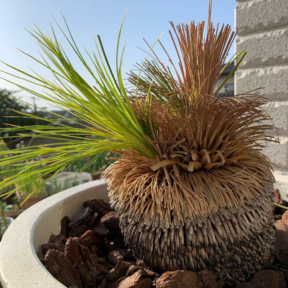 ブラックボーイの投稿画像 By じぇっとせぶんさん クサントロエア ジョンソニーとテラスとyubisakino Jyuninとyubisakino Jyunin 21月5月5日 Greensnap グリーンスナップ Greensnap グリーンスナップ