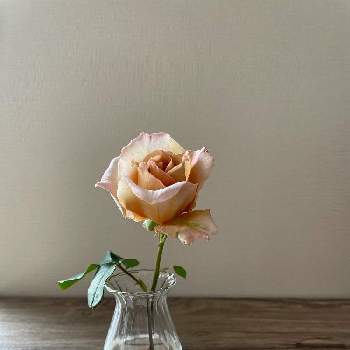 薔薇ジュリアの画像 by fleur＊さん | 部屋と春のリビングフラワーフォトコンとお花大好き♡とありがとう♡とちいさな幸せ♡と癒しとGSに感謝。と薔薇ジュリアとしあわせ♡と花のある暮らしとやさしい気持ちとバラ・ジュリア