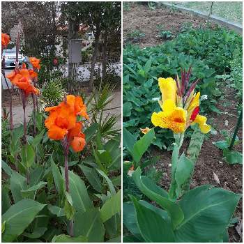 南国の花の投稿画像一覧 Greensnap グリーンスナップ