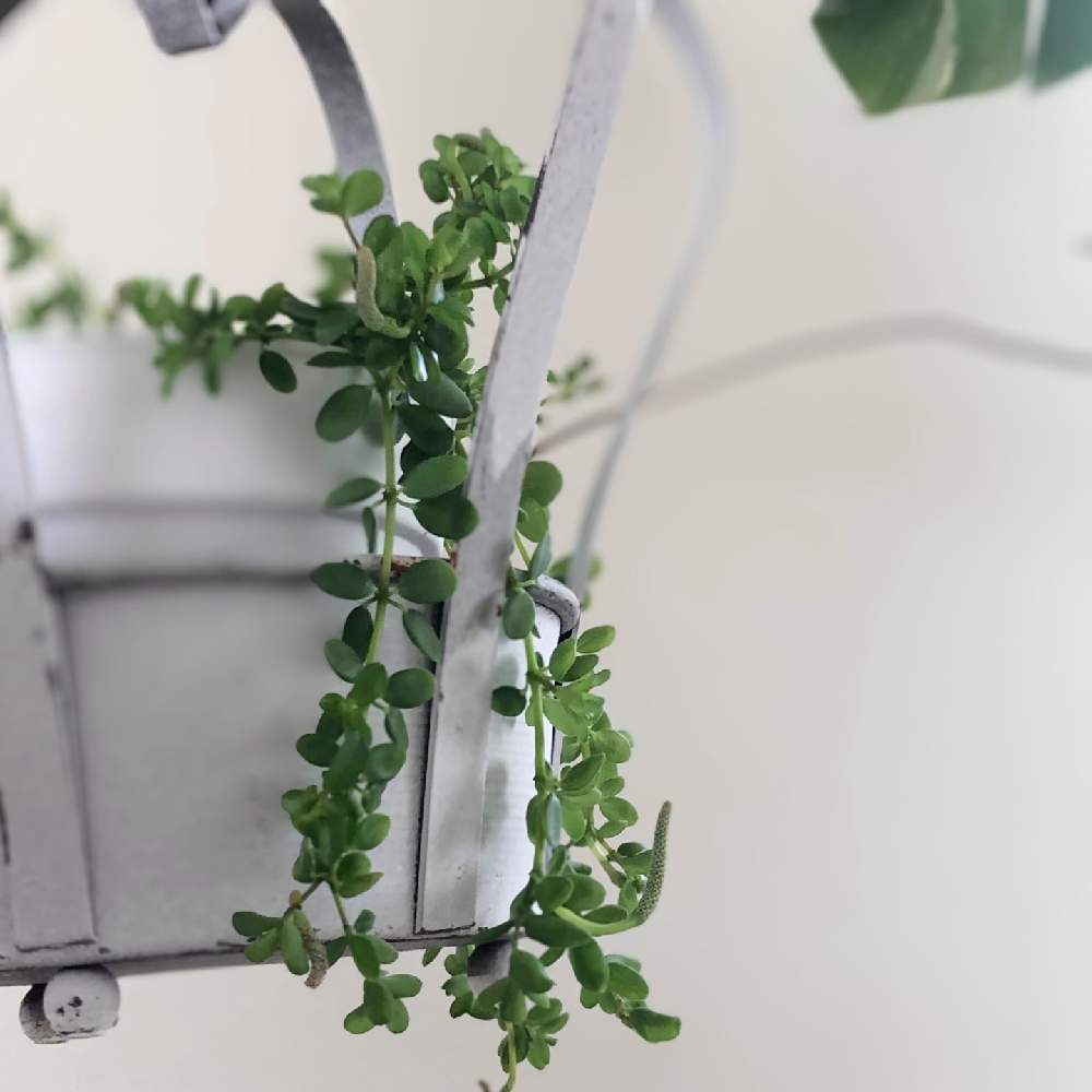 ペペロミアの投稿画像 By じーこさん ペペロミア イザベラと猫のいる生活といい眺めとおうち園芸と今日のお花と多肉女子とみどりんと宿根草大好きと花のある暮らしとロザリアンとちびっことグリーン 21月5月5日 Greensnap グリーンスナップ