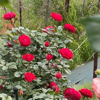 フロリバンダの画像 by ポンポンさん | 小さな庭とバラ スーリール・ドゥ・モナリザと赤色と2021年5月とおうち園芸と四季咲きと鉢植えとフロリバンダと中輪と自慢のバラ_2021