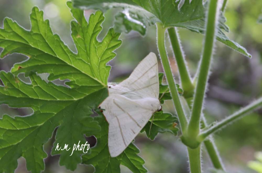 ローズゼラニウムの投稿画像 By ローズマリンさん カトリソウとキュンキュン乙女倶楽部とカメラ女子とわれら17年組と鹿児島県とグリーンワールドと一眼レフとマクロ撮影とキュンキュン乙女倶楽部no 97とチーム ブルーno 016とefs60 2 8 21月5月5日 Greensnap