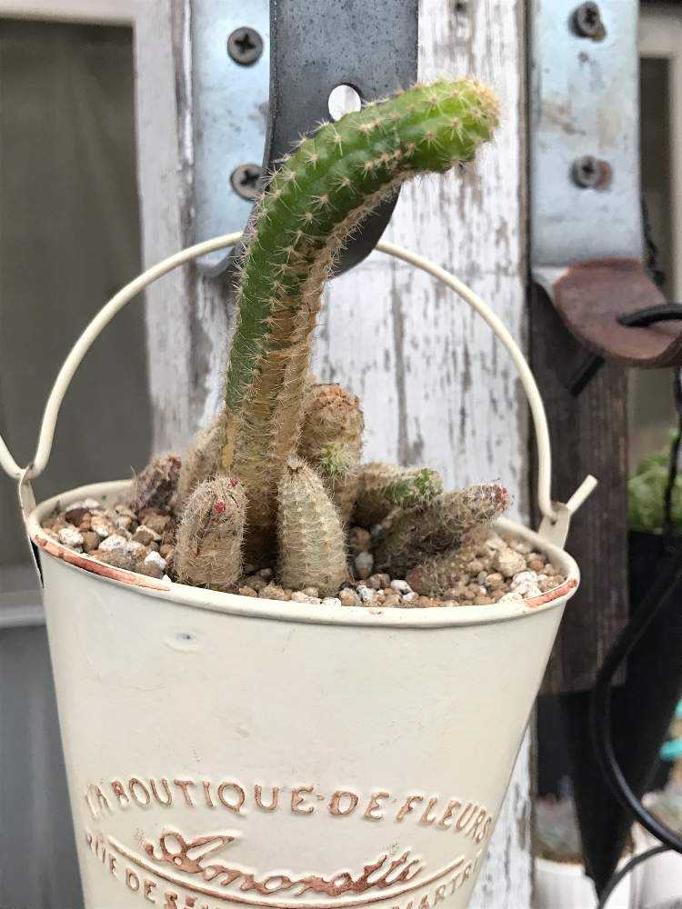 我が家の痛くないサボテンまとめ❤️｜🍀GreenSnap（グリーンスナップ）