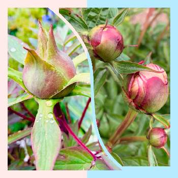 芍薬 蕾の投稿画像一覧 Greensnap グリーンスナップ