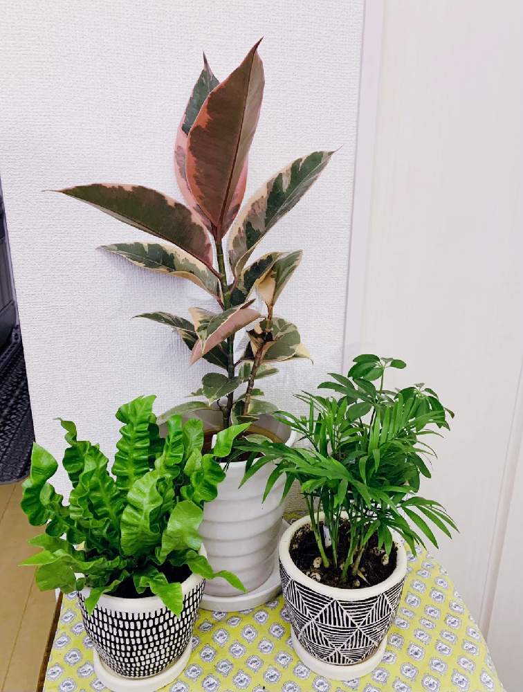 アスプレニウムの投稿画像 By Laraさん フィカス ティネケと枯れたと フィカス ティネケと観葉植物初心者と斑入り とアスプレニウム属 21月5月5日 Greensnap グリーンスナップ