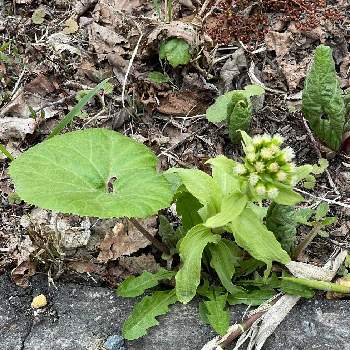 ふきの花の投稿画像一覧 Greensnap グリーンスナップ