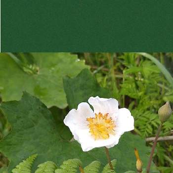 白雪芥子 の投稿画像一覧 Greensnap グリーンスナップ