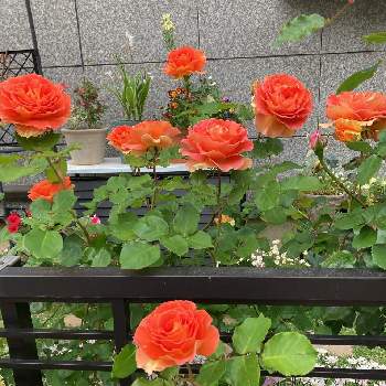 薔薇 ブラスバンドの画像 by わこ✡️さん | フェンスと薔薇 ブラスバンドとビオラとばら バラ 薔薇と薔薇好きと素敵な花とおうち園芸と素敵な色合いとビタミンカラーとお庭の花たちと花のある暮らし