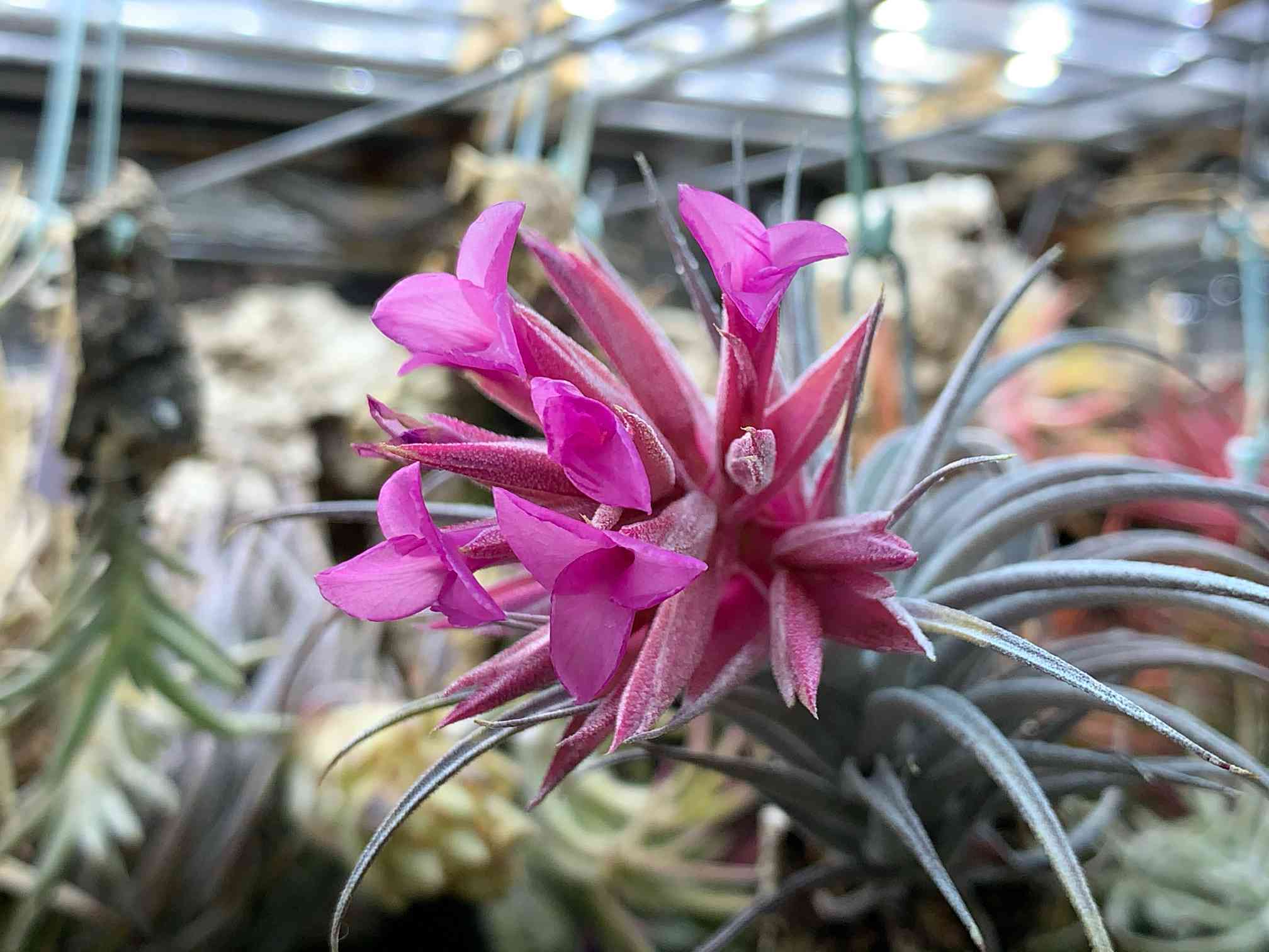 ブラジル赤花の一覧｜🍀GreenSnap（グリーンスナップ）