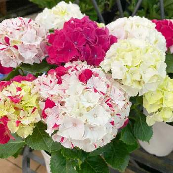 紫陽花 寿の投稿画像一覧 Greensnap グリーンスナップ 紫陽花 寿の投稿画像一覧 Greensnap グリーンスナップ