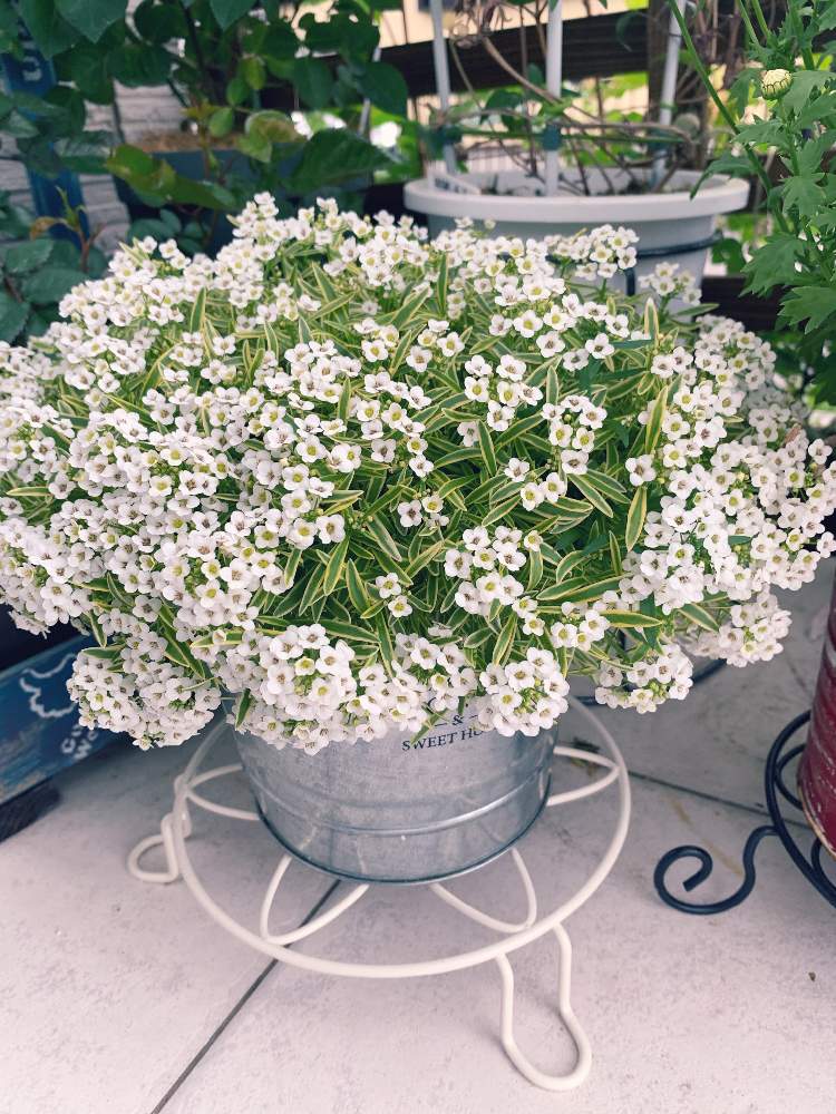 スーパーアリッサム フロスティナイトの投稿画像 By さくらンボーさん スーパーアリッサムと春のお花と耐寒性宿根草と庭の花 とpwと手作りの庭と満開と耐寒性多年草と多年草と宿根草 と鉢植えとハクサンと花のある暮らしと白い花とpwプルーブンウィナーズと耐寒性と庭の