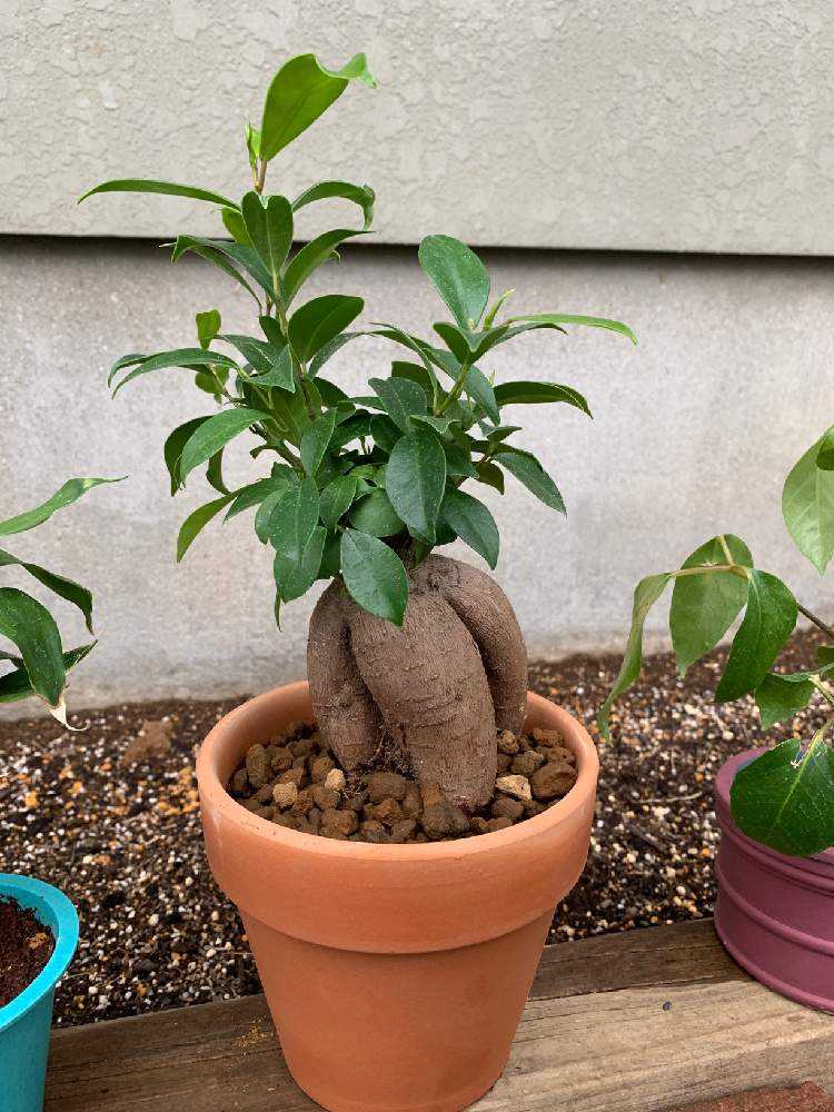 ガジュマル成長記録 Greensnap グリーンスナップ