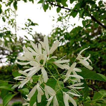 なんじゃもんじゃの花の投稿画像一覧 Greensnap グリーンスナップ