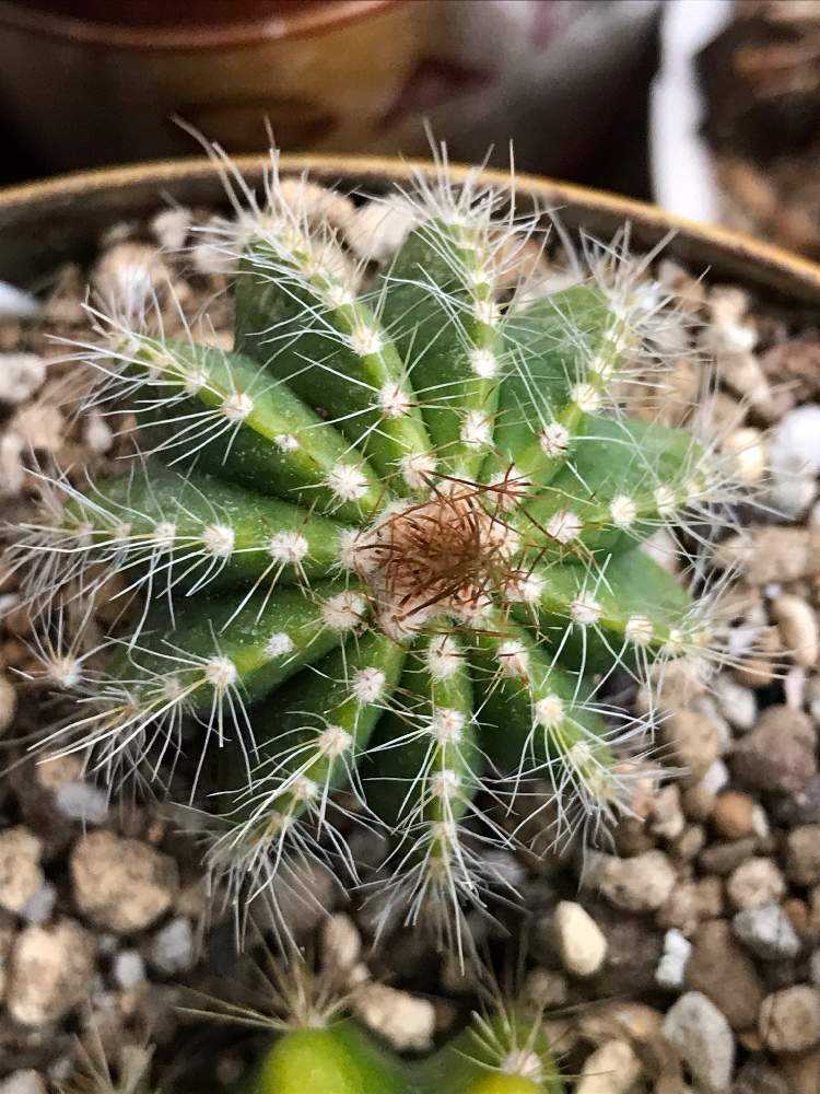 我が家の痛くないサボテンまとめ❤️｜🍀GreenSnap（グリーンスナップ）