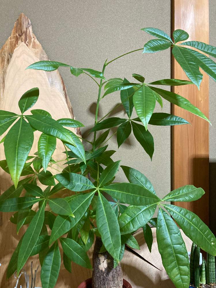 パキラの投稿画像 By Pirorinさん 医療 介護の皆様に感謝とチーム17とgsミニモニ No11とわれら17年組とグリーンワールドと頑張れ熊本 と パキラ 21月5月5日 Greensnap グリーンスナップ