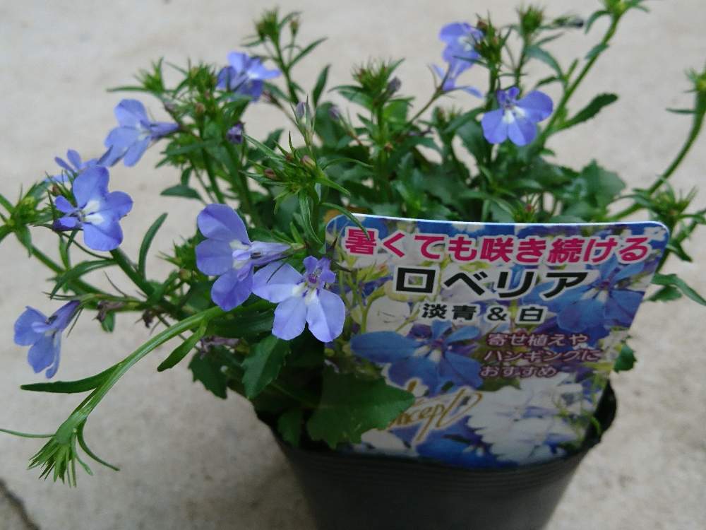 広い庭の画像 by あみさん | 広い庭とろべりあとブルーと元気と花いっぱい