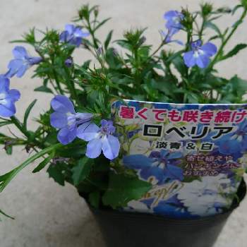 ろべりあの画像 by あみさん | 広い庭とろべりあとブルーと元気と花いっぱい