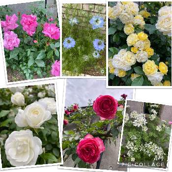 オルレア♪の画像 by nanairoFさん | お出かけ先とブルーニゲラと癒されますとオルレア♪と花のある暮らしと薔薇♪と楽しみ❣️と花が好き