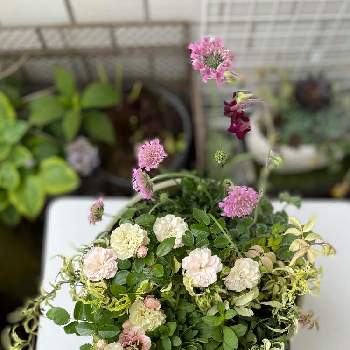 スカビオサ ピンクグリーンの投稿画像一覧 Greensnap グリーンスナップ