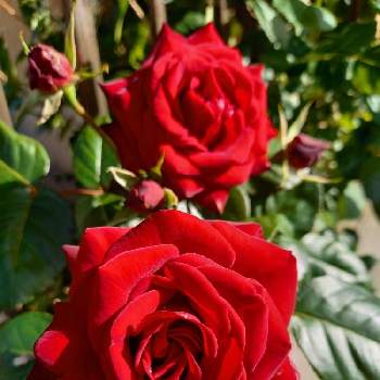 薔薇が大好きの画像 by フランさん | お出かけ先とご近所さんと綺麗な薔薇と水曜ローズショーと真っ赤なバラとおさんぽ道と薔薇が大好きとガーデニング